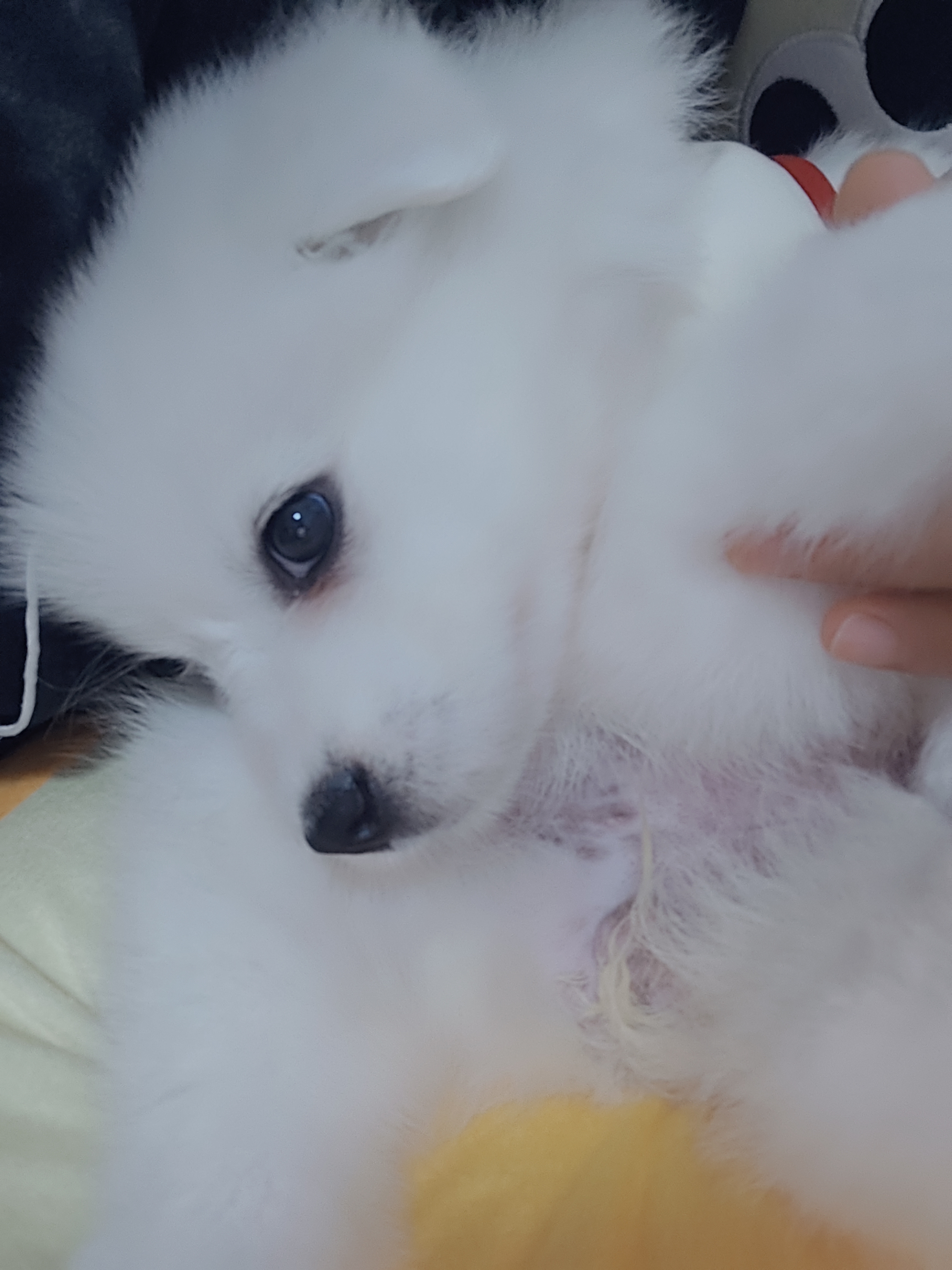 萨摩耶犬